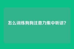 怎么训练狗狗注意力集中听话？