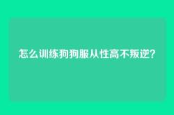 怎么训练狗狗服从性高不叛逆？