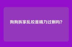 狗狗拆家乱咬是精力过剩吗？