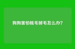 狗狗害怕梳毛掉毛怎么办？