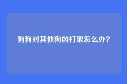 狗狗对其他狗凶打架怎么办？