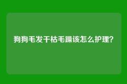 狗狗毛发干枯毛躁该怎么护理？
