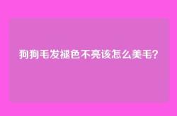 狗狗毛发褪色不亮该怎么美毛？