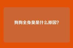 狗狗全身臭是什么原因？