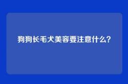 狗狗长毛犬美容要注意什么？