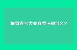 狗狗卷毛犬美容要注意什么？