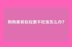 狗狗美容后应激不吃饭怎么办？