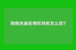 狗狗洗澡后用吹风机怎么吹？