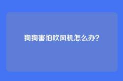 狗狗害怕吹风机怎么办？