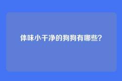 体味小干净的狗狗有哪些？