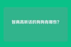 智商高听话的狗狗有哪些？
