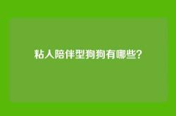 粘人陪伴型狗狗有哪些？