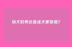 幼犬好养还是成犬更容易？
