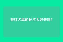 茶杯犬真的长不大好养吗？
