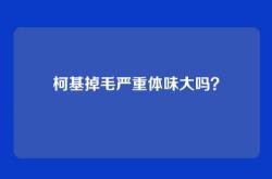 柯基掉毛严重体味大吗？