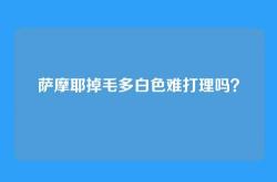 萨摩耶掉毛多白色难打理吗？