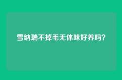 雪纳瑞不掉毛无体味好养吗？