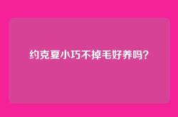 约克夏小巧不掉毛好养吗？