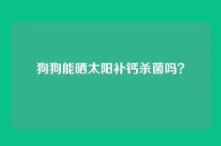 狗狗能晒太阳补钙杀菌吗？