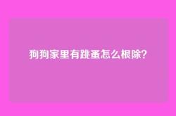 狗狗家里有跳蚤怎么根除？