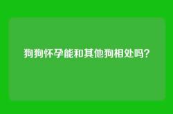 狗狗怀孕能和其他狗相处吗？