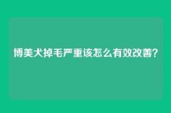 博美犬掉毛严重该怎么有效改善？