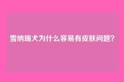 雪纳瑞犬为什么容易有皮肤问题？