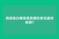 西高地白梗容易患哪些常见遗传疾病？
