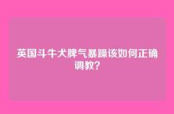 英国斗牛犬脾气暴躁该如何正确调教？