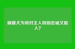 蝴蝶犬为何对主人特别忠诚又黏人？
