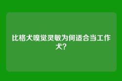 比格犬嗅觉灵敏为何适合当工作犬？