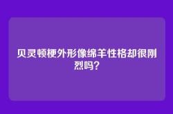 贝灵顿梗外形像绵羊性格却很刚烈吗？