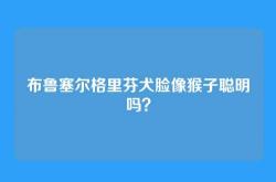 布鲁塞尔格里芬犬脸像猴子聪明吗？