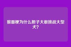 猴面梗为什么胆子大敢挑战大型犬？