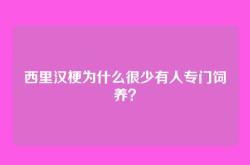 西里汉梗为什么很少有人专门饲养？