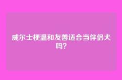 威尔士梗温和友善适合当伴侣犬吗？