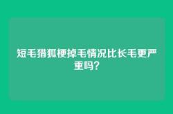 短毛猎狐梗掉毛情况比长毛更严重吗？