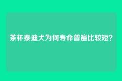 茶杯泰迪犬为何寿命普遍比较短？