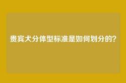 贵宾犬分体型标准是如何划分的？