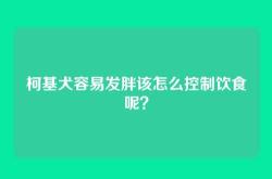 柯基犬容易发胖该怎么控制饮食呢？