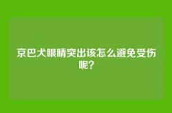 京巴犬眼睛突出该怎么避免受伤呢？