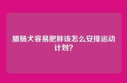 腊肠犬容易肥胖该怎么安排运动计划？