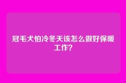 冠毛犬怕冷冬天该怎么做好保暖工作？