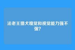 法老王猎犬嗅觉和视觉能力强不强？