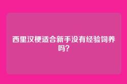 西里汉梗适合新手没有经验饲养吗？