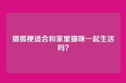 猎狐梗适合和家里猫咪一起生活吗？
