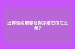 迷你雪纳瑞容易得尿结石该怎么防？