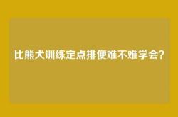 比熊犬训练定点排便难不难学会？