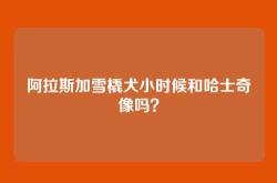 阿拉斯加雪橇犬小时候和哈士奇像吗？