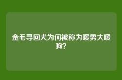 金毛寻回犬为何被称为暖男大暖狗？